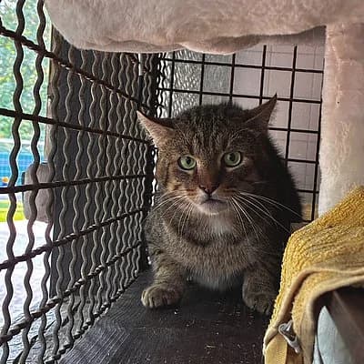 Mats, male young European Shorthair for adoption at Tierhelfer Ingelheim e. V.