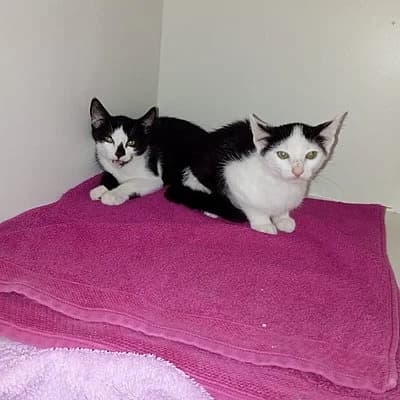 Maui, male puppy European Shorthair for adoption at Tierhelfer Ingelheim e. V.