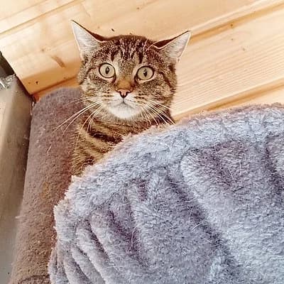 Milana, female 3yo European Shorthair for adoption at Tierhelfer Ingelheim e. V.