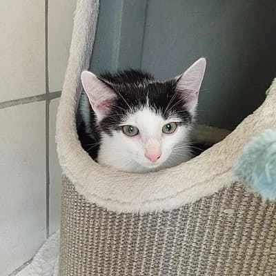 Milo, male puppy European Shorthair for adoption at Tierhelfer Ingelheim e. V.