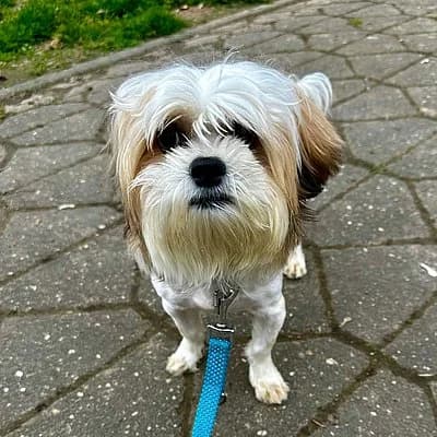 Milow ist auf Probe im neuen Zuhause, male Shih Tzu for adoption at Tierhelfer Ingelheim e. V.