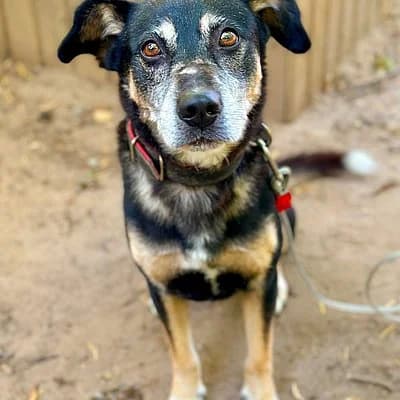 Monty, male Mixed Breed for adoption at Tierhelfer Ingelheim e. V.