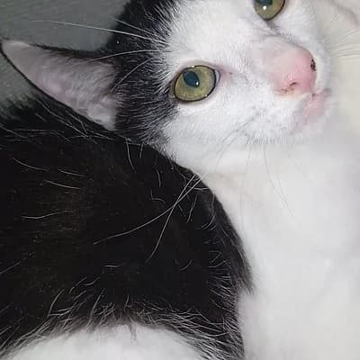 Mosaik, female puppy European Shorthair for adoption at Tierhelfer Ingelheim e. V.