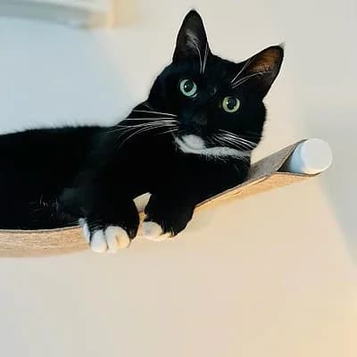 Nala, female senior European Shorthair for adoption at Tierhelfer Ingelheim e. V.