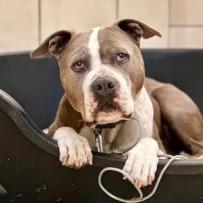 Nelson, male American Staffordshire Terrier for adoption at Tierhelfer Ingelheim e. V.