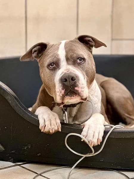 Nelson ist auf Pflegestelle, male senior American Staffordshire Terrier for adoption at Tierhelfer Ingelheim e. V.
