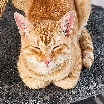 Neo, male young European Shorthair for adoption at Tierhelfer Ingelheim e. V.