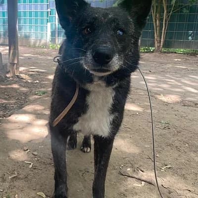 Olga, female 7yo Mixed Breed for adoption at Tierhelfer Ingelheim e. V.