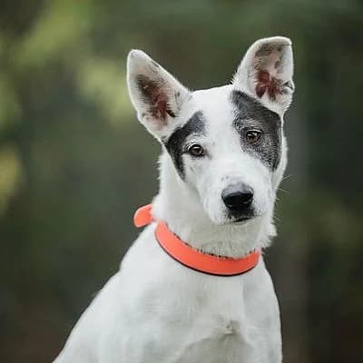 Pebbles ist auf Probe im neuen Zuhause, weiß female 5yo Mixed Breed for adoption at Tierhelfer Ingelheim e. V.