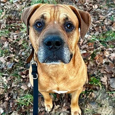 Perry, male senior Mixed Breed for adoption at Tierhelfer Ingelheim e. V.