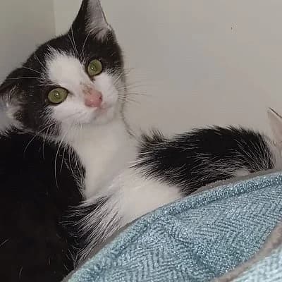 Pina, female puppy European Shorthair for adoption at Tierhelfer Ingelheim e. V.