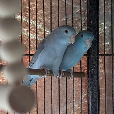 Pina und Colada, male German Shorthaired Pointer for adoption at Tierhelfer Ingelheim e. V.