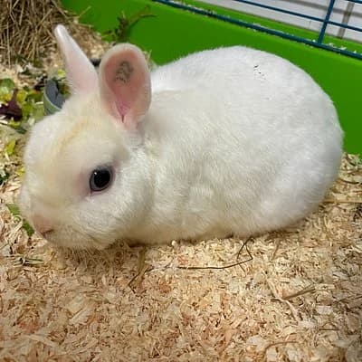 Ronny und Costa suchen eine Pflegestelle, male mixed breed for adoption at Tierhelfer Ingelheim e. V.