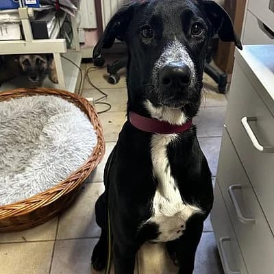 Ruby hat Interessenten, female Mixed Breed for adoption at Tierhelfer Ingelheim e. V.