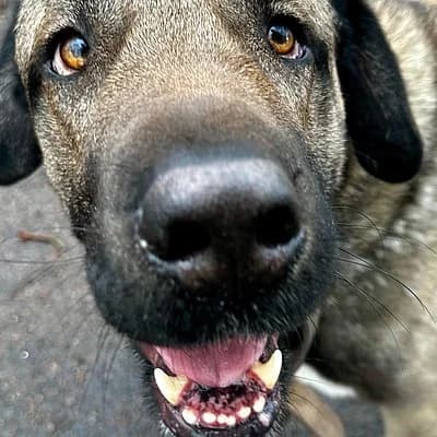 Sadri, male 4yo Kangal for adoption at Tierhelfer Ingelheim e. V.