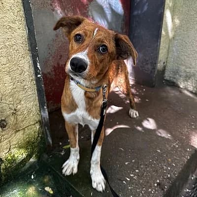 Scout Scotty, male puppy Mixed Breed for adoption at Tierhelfer Ingelheim e. V.