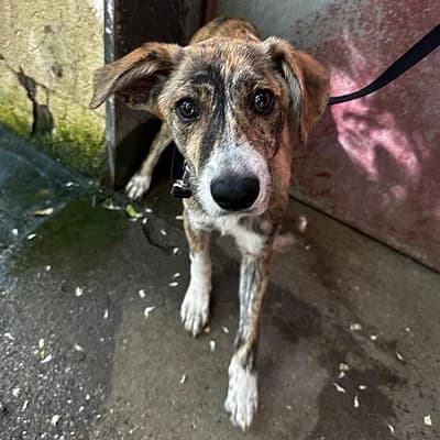 Smilia, female puppy Mixed Breed for adoption at Tierhelfer Ingelheim e. V.