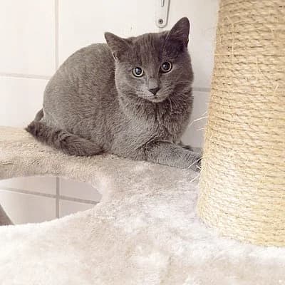 Teddy und Manny, male puppy European Shorthair for adoption at Tierhelfer Ingelheim e. V.