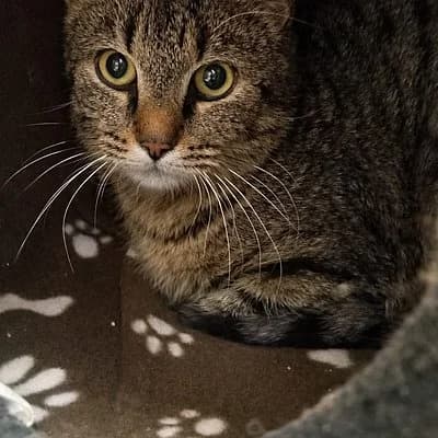 Tjark, male young European Shorthair for adoption at Tierhelfer Ingelheim e. V.