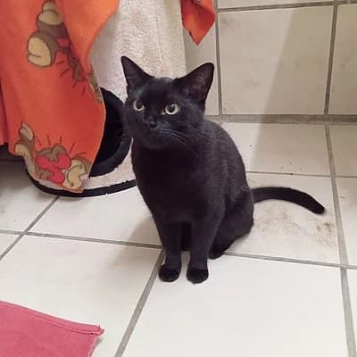 Louise, female European Shorthair for adoption at Tierhelfer Ingelheim e. V.