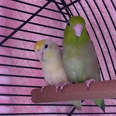 Coco und Kiwi, male German Shorthaired Pointer for adoption at Tierhelfer Ingelheim e. V.