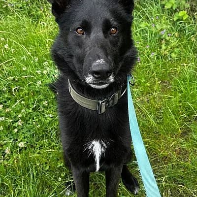 Wilson, male 4yo German Shepherd for adoption at Tierhelfer Ingelheim e. V.