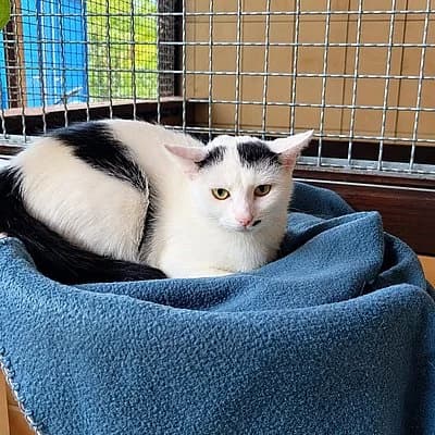 Zafira, female young European Shorthair for adoption at Tierhelfer Ingelheim e. V.