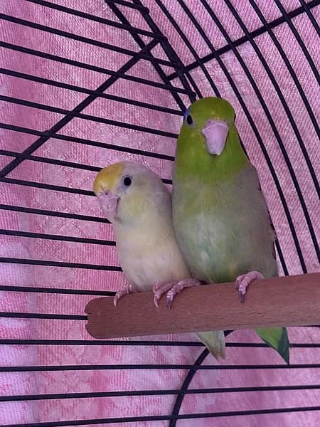 Coco und Kiwi, female German Shorthaired Pointer for adoption at Tierhelfer Ingelheim e. V.