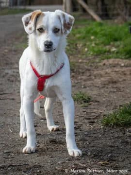 Balou, male young Mixed Breed for adoption at Tierherberge Egelsbach e.V., Egelsbach