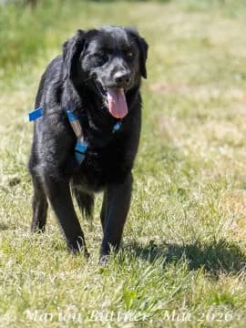 Akim, schwarz male 4yo Labrador Retriever for adoption at Tierherberge Egelsbach e.V., Egelsbach