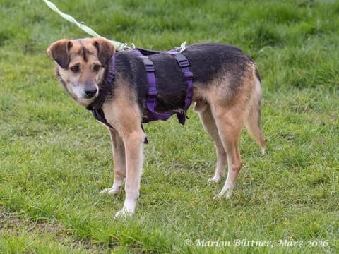 Alin, schwarz male senior Mixed Breed for adoption at Tierherberge Egelsbach e.V., Egelsbach