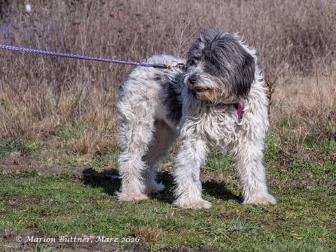 Carla, schwarz female senior Mixed Breed for adoption at Tierherberge Egelsbach e.V., Egelsbach