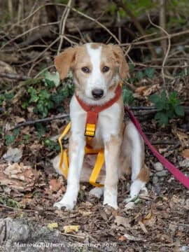 Chloe, beige female puppy Mixed Breed for adoption at Tierherberge Egelsbach e.V., Egelsbach