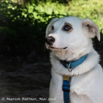 Dany, male 3yo Border Collie for adoption at Tierherberge Egelsbach e.V., Egelsbach