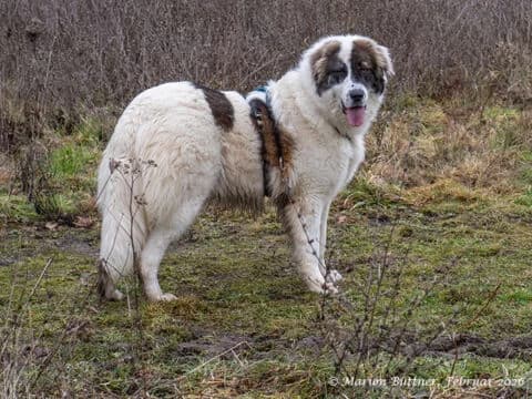 Dennis, braun male 3yo Mixed Breed for adoption at Tierherberge Egelsbach e.V., Egelsbach