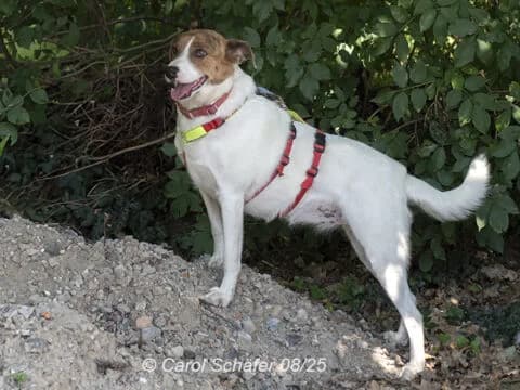 Elli, braun female 3yo Mixed Breed for adoption at Tierherberge Egelsbach e.V., Egelsbach