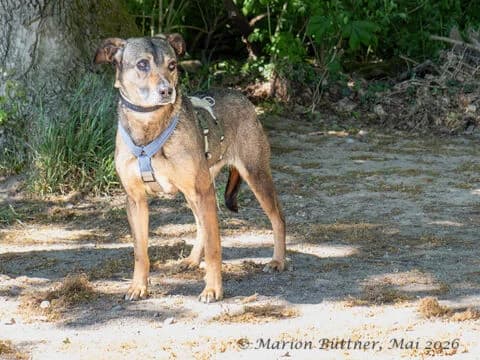 Elmina, beige female senior German Shepherd for adoption at Tierherberge Egelsbach e.V., Egelsbach