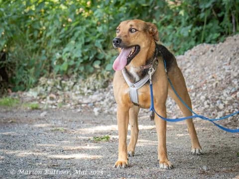 Frieda, braun female 3yo German Shepherd for adoption at Tierherberge Egelsbach e.V., Egelsbach