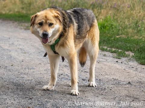 Hanna, beige female 5yo German Shepherd for adoption at Tierherberge Egelsbach e.V., Egelsbach