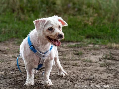 Herr Schröder, male senior Maltese for adoption at Tierherberge Egelsbach e.V., Egelsbach
