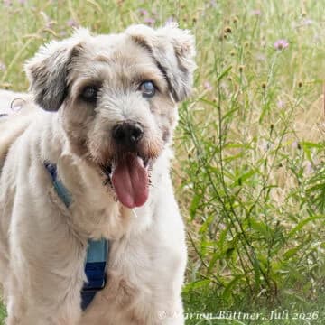 Hugo, beige male senior Mixed Breed for adoption at Tierherberge Egelsbach e.V., Egelsbach