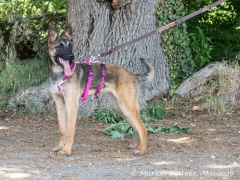 Janine, beige female young Belgian Malinois for adoption at Tierherberge Egelsbach e.V., Egelsbach
