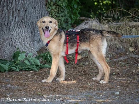 Juno, beige female puppy German Shepherd for adoption at Tierherberge Egelsbach e.V., Egelsbach