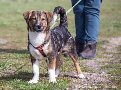 Keks, tricolor male young Dachshund for adoption at Tierherberge Egelsbach e.V., Egelsbach