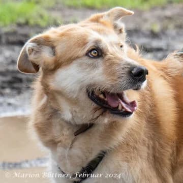 Konan, beige male senior German Shepherd for adoption at Tierherberge Egelsbach e.V., Egelsbach