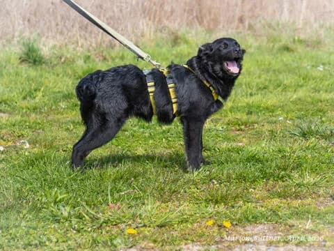Kruemel, schwarz male young Dachshund for adoption at Tierherberge Egelsbach e.V., Egelsbach