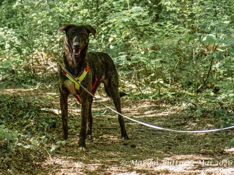 Loki, gestromt male young Mixed Breed for adoption at Tierherberge Egelsbach e.V., Egelsbach