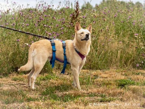 Luly, beige female 3yo German Shepherd for adoption at Tierherberge Egelsbach e.V., Egelsbach