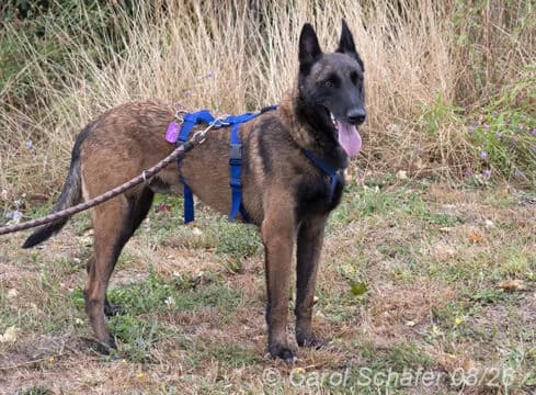 Mali, braun male 4yo Belgian Malinois for adoption at Tierherberge Egelsbach e.V., Egelsbach