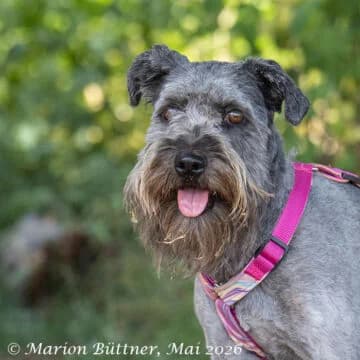 Maya, grau female 4yo Mixed Breed for adoption at Tierherberge Egelsbach e.V., Egelsbach